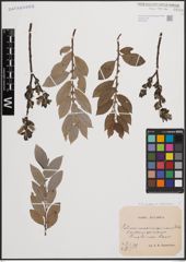 Foto von Salix cinerea L. x Salix nigricans Sm.